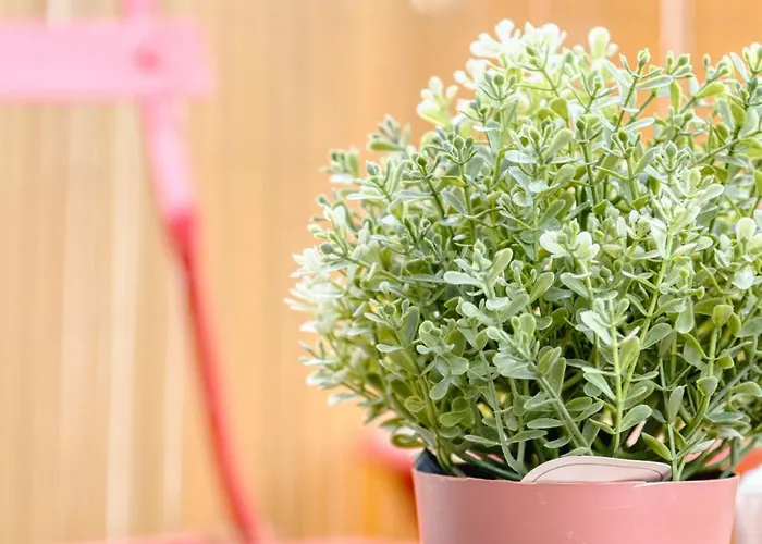 Cocon Chic - 1 Apartamento